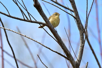 MOSQUITERO