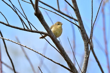 MOSQUITERO