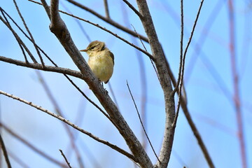 MOSQUITERO