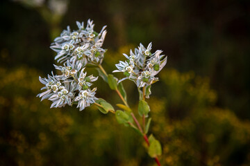 Wild Plants near Stillwater Oklahoma