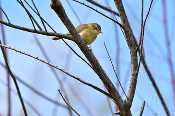 MOSQUITERO