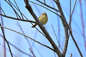 MOSQUITERO