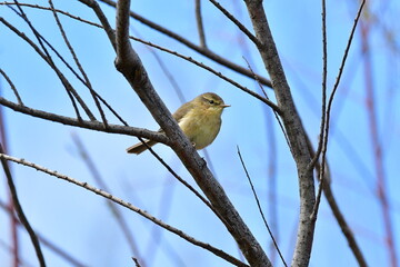 MOSQUITERO