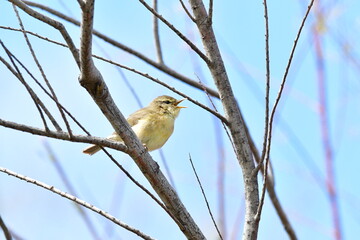 Obraz premium MOSQUITERO