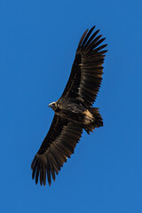 Black vulture (Coragyps atratus). Bird in flight.