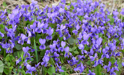 Violet (Viola odorata) grows in the wild