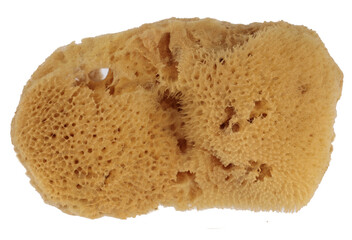 Natural sponge isolated on white background. Clipping path.