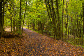 Obraz premium Forest in autumn. Fall background photo. Brown leaves on the ground