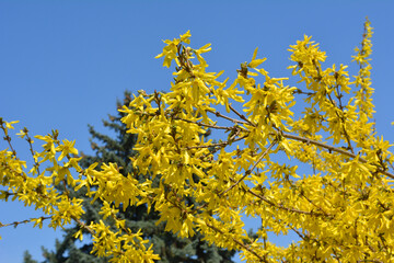 Forsythia blooms in nature.