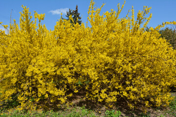 Naklejka premium Forsythia blooms in nature.
