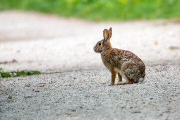 An eastern cotton tail rabbit seen on a trail 