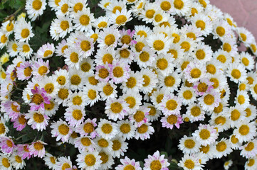 Autumn bloom of chrysanthemum