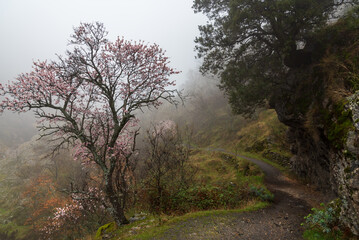Vereda la Estrella in Sierra Nevada on a foggy day.