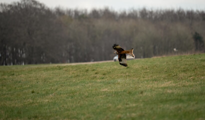 a red kite (Milvus milvus) in high speed flight hunting close to the ground 