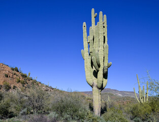 Arizona desert landscape under blue sky