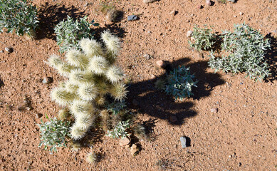 Desert plants on the trail