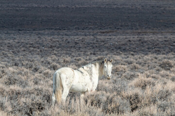 Obraz premium Wild Horse in Idaho in Winter
