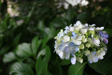 Close up photo of hydrangea flowers
