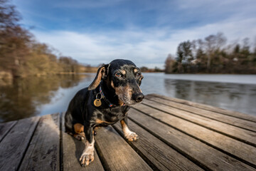 dog on the lake