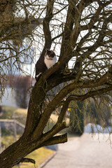 Katze sitzt im Baum - Tigerkatze