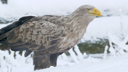 Eagle in snow. Bird of prey in winter. Close-up of white tailed eagle. Adult bird. Haliaeetus...
