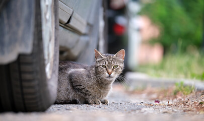 Big gray stray cat resting under parked car on steet outdoors in summer