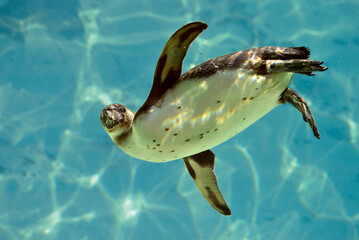 Humboldt penguin (Spheniscus humboldti) swimming under blue water © Christian Musat