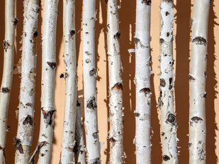 White birch trunks stand against the wall. Thin birch trunks stand vertically against the wall. The birches are lit by the sun.