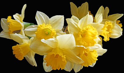 Obraz premium A Bouquet of Spring Daffodils isolated against a black backdrop