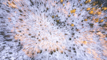 Aerial Looking Down At Sun Highlighted Trees - Northern Ontario Canadian Wilderness