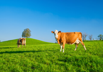 Fototapeta na wymiar A cow in a pasture on a sunny day. Agriculture in Switzerland. Photo in high resolution.
