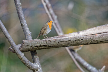Common Robin (Erithacus Ribecula) comes for food