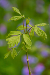 Fototapeta na wymiar Boxelder Maple sapling in early spring with blurred Virginia bluebell bokeh background