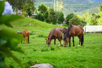 Naklejka na ściany i meble Farm landscape with some horses eating in the grass.