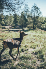 Ciervo, corzo, gamo y cría de cérvido disfrutando de su libertad paseando por el bosque salvaje. ciervo nipon de japon