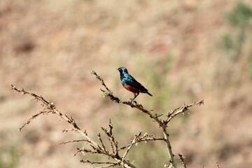  Chestnut bellied starling, Lamprotornis pulcher, on a branch, Ethiopia