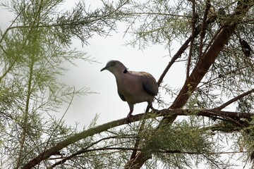 African mourning dove, Streptopelia decipiens