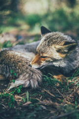 Zorro ibérico salvaje en la naturaleza disfrutando de su libertad en su hábitat natural