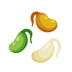 Sprouted beans. Soy grains with roots