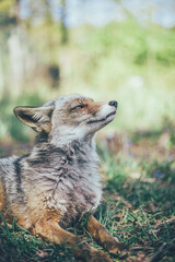 Zorro ibérico salvaje en la naturaleza disfrutando de su libertad en su hábitat natural