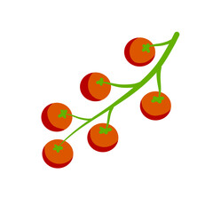 Cherry tomato. Red vegetable on branch. Harvesting and Vegetarian food.