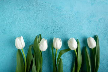 white tulips on blue background