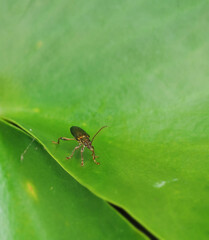 A close up of a metallic gold beetle on a green leaf