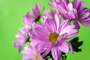lilac chrysanthemums on a green background, close-up, copy space, selective focus