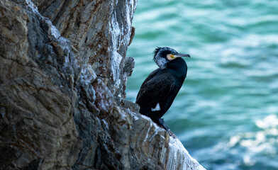 un cormoran solitaire sur des rochers et de profil