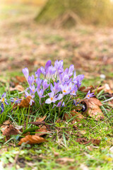 Blumen