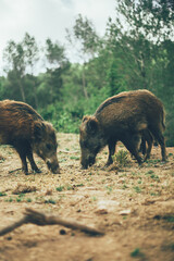 Jabalíes siendo felices y viviendo con su familia en medio de la naturaleza y en libertad