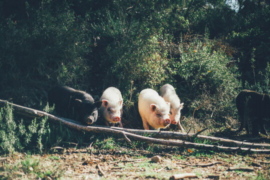 cerdos de granja y minipigs siendo felices y viviendo con su familia en medio de la naturaleza y en libertad