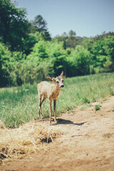 Ciervo, corzo, gamo y cría de cérvido disfrutando de su libertad paseando por el bosque salvaje. ciervo nipon de japon
