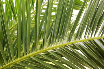 Green palm leaf. Tropical island jungle abstract photo. Sunny day in exotic place. Tourist hotel or resort banner template. Fluffy leaf of coconut palm tree. Tropical paradise
